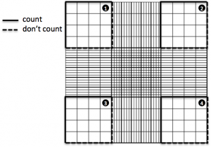 Hemocytometer squares to count