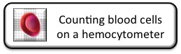 Counting Blood Cells On A Hemocytometer • Hemocytometer